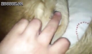 dog sex